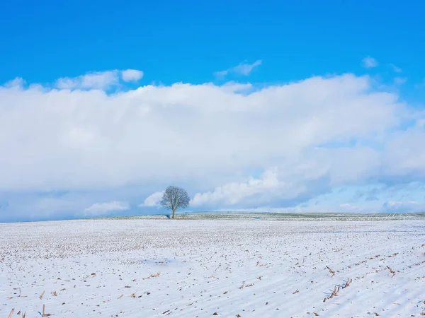 The melting snow on fields in early spring. Agriculture Snow-covered rows Green wheat on field in Germany. Agrarian field and harvest concept. Winter background