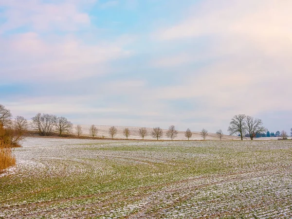 stock image The melting snow on fields in early spring. Agriculture Snow-covered rows Green wheat on field in Germany. Agrarian field and harvest concept. Winter background