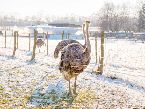 Avestruz Uma Fazenda Avestruz Dia Inverno Alemanha Conceito Fazenda Rancho — Fotografia de Stock