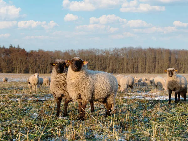 Κριάρια Πρόβατα Καθαρόαιμο Αναπαραγωγής Κοιτάζοντας Κάμερα Staing Στο Λιβάδι Χειμώνα — Φωτογραφία Αρχείου