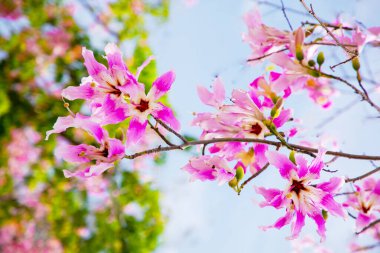 Pembe çiçekler ipek diş ipi ağacı Ceiba Specosa, eski Chorisia Specosa. Parlak, doğal, beyaz, pembe bir arka plan. Seyahat ve natur konsepti