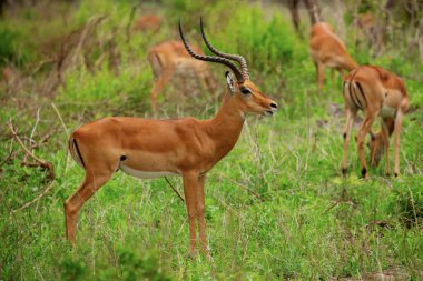 Grant 'in ceylanı, Afrika' daki Tanzanya parkına yakın çekim yapıyor. Afrika seyahat kavramı