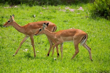 Grant 'in ceylanı, Afrika' daki Tanzanya parkına yakın çekim yapıyor. Afrika seyahat kavramı