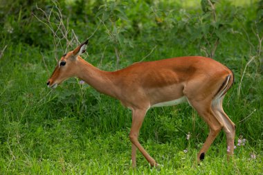 Grant 'in ceylanı, Afrika' daki Tanzanya parkına yakın çekim yapıyor. Afrika seyahat kavramı