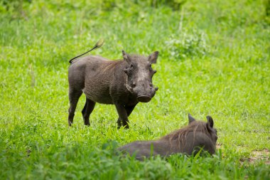 Doğal ortamdaki yaygın yaban domuzu portresi. Vahşi hayvan ve seyahat konsepti