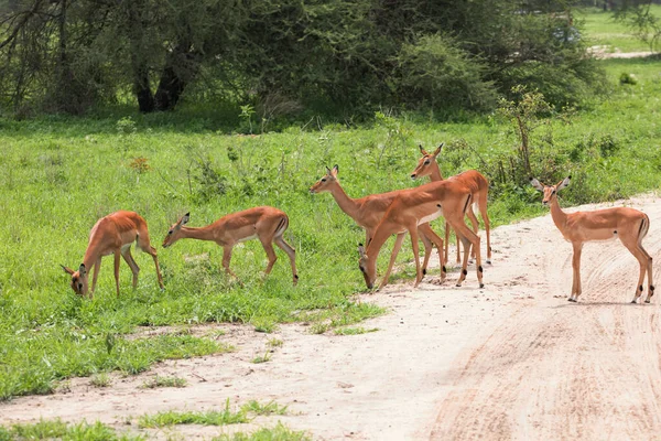 Grant Gazelle Mannelijke Bok Close Nationaal Park Tanzania Afrika Afrika — Stockfoto