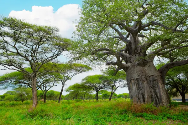 stock image African savanna landscape in Tanzania. Travel Africa concept