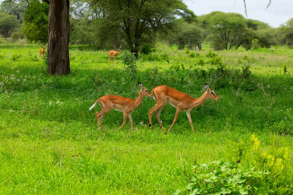 Grant Ceylanı Afrika Daki Tanzanya Parkına Yakın Çekim Yapıyor Afrika — Stok fotoğraf