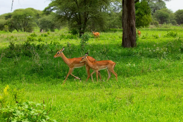 Grant Gazelle Mannelijke Bok Close Nationaal Park Tanzania Afrika Afrika — Stockfoto