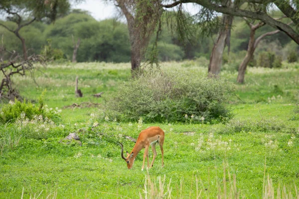 Grant Ceylanı Afrika Daki Tanzanya Parkına Yakın Çekim Yapıyor Afrika — Stok fotoğraf