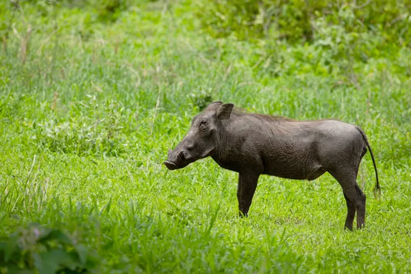Gewone Wrattenzwijn Portret Natuurlijke Habitat Wild Dieren Reisconcept — Stockfoto