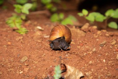 Büyük salyangoz Achatina doğal ortamında, Tanzanya Afrika 'daki kumların üzerinde. Yakın çekim makrosu. Tıbbi kozmetik ve Afrika seyahat kavramı