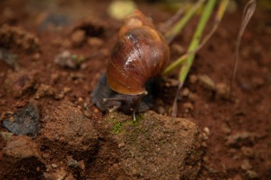 Büyük salyangoz Achatina doğal ortamında, Tanzanya Afrika 'daki kumların üzerinde. Yakın çekim makrosu. Tıbbi kozmetik ve Afrika seyahat kavramı