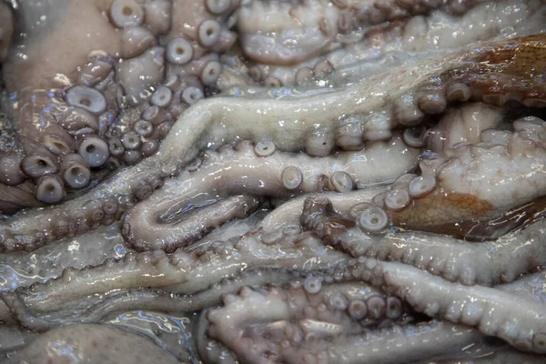 Рыбная Лавка Рынке Португалии Свежий Осьминог Каракатица Охлажденная Концепция — стоковое фото