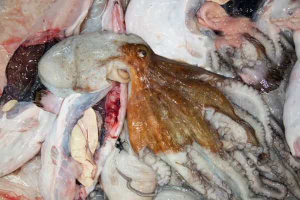 stock image fish stall at a market in Portugal. Fresh octopus cuttlefish chilled variety concept