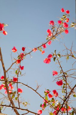 Bougainvillea çiçekleri mavi gökyüzüne karşı soyut doğal arka plan kavramı. Çiçeksel vahşi doğa görüntüsü Algarve Portugal