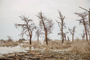 Afrika 'daki gölde ölü ağaçlar duruyor. Küresel ısınma, iklim felaketi konsepti. Tanzanya, Maniara