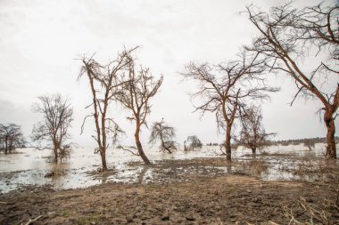 Afrika 'daki gölde ölü ağaçlar duruyor. Küresel ısınma, iklim felaketi konsepti. Tanzanya, Maniara