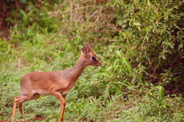 Gunthers Dikdik en küçük antilop Serengeti, Maniara Tanzanya. Afrika seyahat kavramı