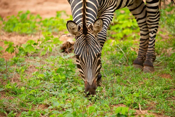 Grappige Zebra Spelen Hun Natuurlijke Omgeving Afrikaanse Dieren Reisconcept — Stockfoto