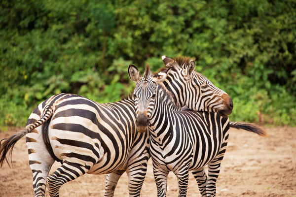 Funny zebras playing in their natural environment. African animals and travel concept