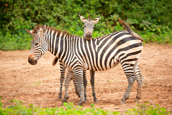 Funny zebras playing in their natural environment. African animals and travel concept