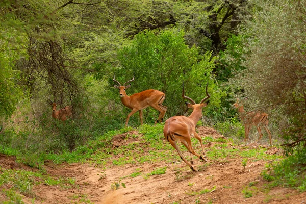 Een Kleine Kudde Gazellen Hun Natuurlijke Omgeving Een Reservaat Afrika — Stockfoto