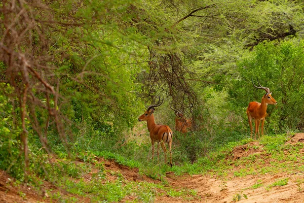 Een Kleine Kudde Gazellen Hun Natuurlijke Omgeving Een Reservaat Afrika — Stockfoto