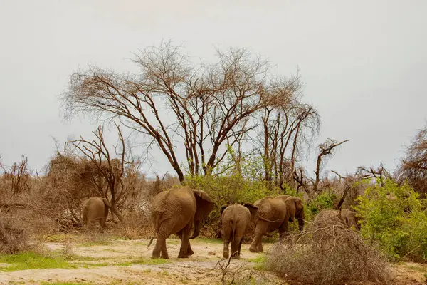 stock image Elephant and baby walking through Amboseli National Park. Africa travel and animal background concept