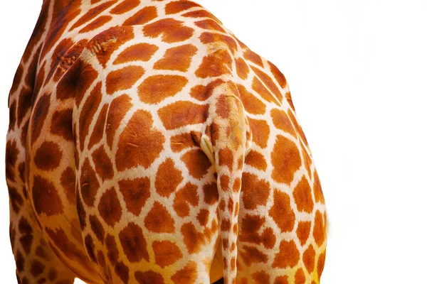 Texture Peau Girafe Très Proche Isolé Sur Blanc Contexte Concept — Photo