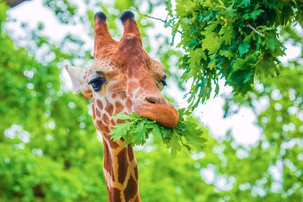 Nahaufnahme Porträt Einer Fröhlichen Giraffe Streckt Die Zunge Heraus Frisst — Stockfoto