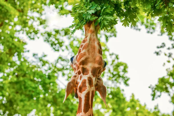 Portrait Gros Plan Une Gaie Girafe Sort Langue Mange Des — Photo