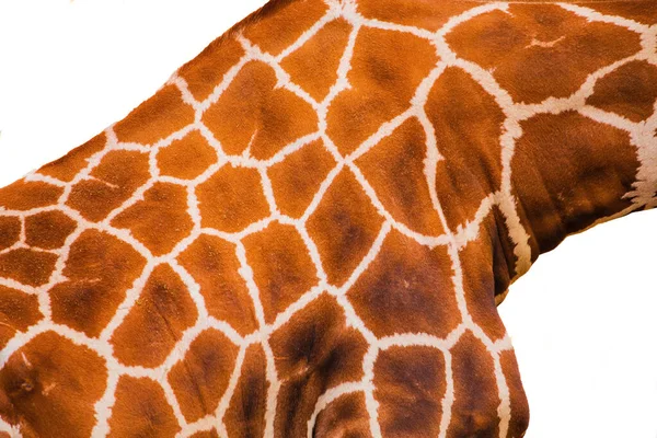 Texture Peau Girafe Très Proche Isolé Sur Blanc Contexte Concept — Photo