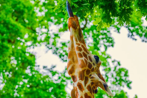 Close Portrait Cheerful Giraffe Sticks Out His Tongue Eats Leaves — Stock Photo, Image
