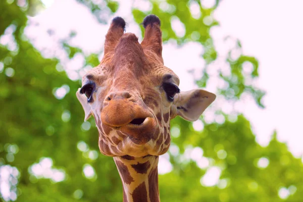 Nærbillede Munter Giraf Stikker Tungen Spiser Blade Kigger Kameraet Afrikansk - Stock-foto