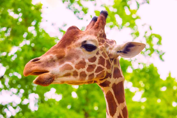Nahaufnahme Porträt Einer Fröhlichen Giraffe Streckt Die Zunge Heraus Frisst — Stockfoto