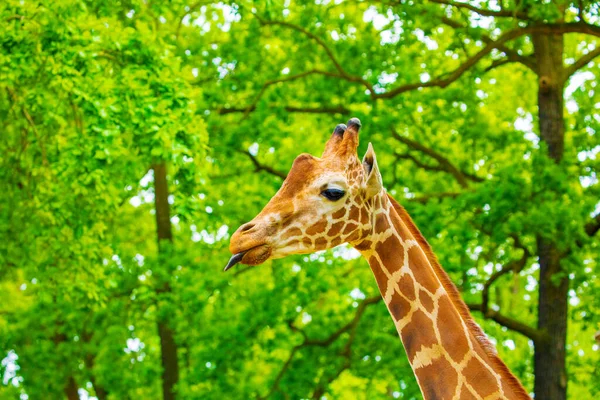Close Portrait Cheerful Giraffe Sticks Out His Tongue Eats Leaves — Stock Photo, Image