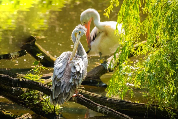 Büyük beyaz pelikan Pelecanus onocrotalus Pelecanidae, doğu beyaz pelikan