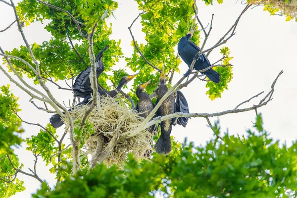 大きな鵜 木の巣のPhalacrocorax Carbo黒のシャグ黒鵜の家族 ベルリン動物園 — ストック写真