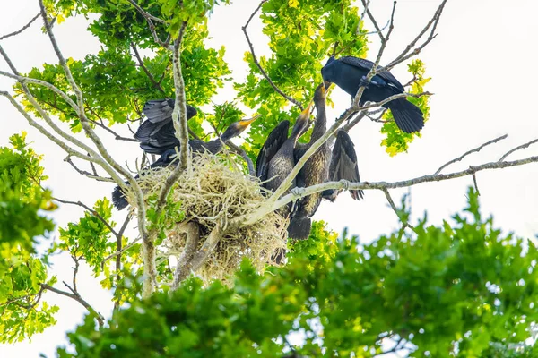 Gran Cormorán Phalacrocorax Carbo Negro Shag Familia Cormoranes Negros Nido —  Fotos de Stock