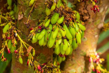 Sri Lanka 'da yemek pişirmek, mırıldanmak için kullanılan taze ve taze bir salatalık. Meyve ağacının arka planına yakın plan. Egzotik seyahat kavramı