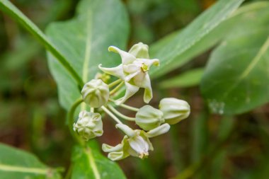 Sakallı çiçek Calotropis dev çay yaprağı bitkinin arkasında, Sri Lanka 'da yetişiyor. Auverda Tıp ve Bahçe Konsepti
