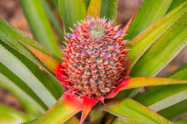 Sri Lanka 'da küçük mor çiçekli çiçek açan ananas. Egzotik seyahat ve vejetaryen beslenme konsepti