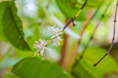 Sri Lanka 'da beyaz çiçekli kahve çalılığı. Seyahat, egzotik ve vejetaryen konsepti
