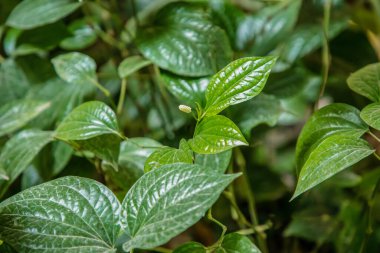 Yeşil yapraklı koyu renk arka plan betel izinleri ya da betle gaydacı taze, çoğunlukla betel ya da paan gibi Asya 'da tüketilmiş, areca fındığı ya da tütünü ile birlikte. Kapat.
