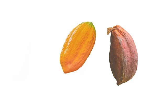 Cacao Giallo Arancione Cialde Cacao Theobroma Isolate Bianco — Foto Stock