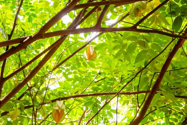 stock image Close up Carambola fruit in Agriculture farm in Sri Lanka. Exotic fruit, vegeterian nutrition and travel concept