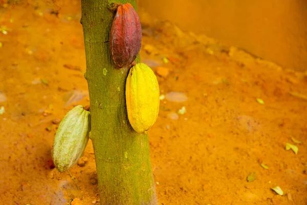 Cialde Cacao Verdi Gialle Arancioni Crescono Sugli Alberi Dello Sri — Foto Stock