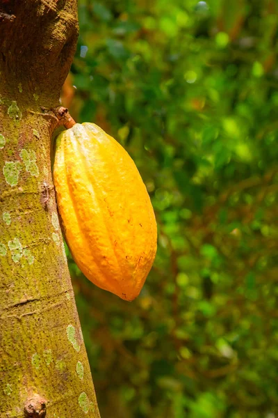 stock image Green, Yellow and orange Cocoa pods grow on tree on Sri Lanka. Theobroma cacao with fruits. Organic vegetarian and travel concept