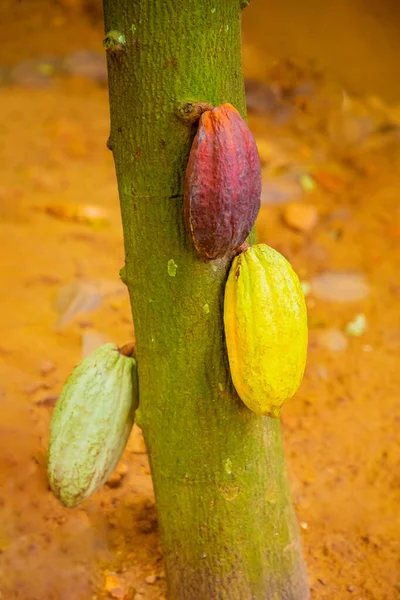 Cialde Cacao Verdi Gialle Arancioni Crescono Sugli Alberi Dello Sri — Foto Stock